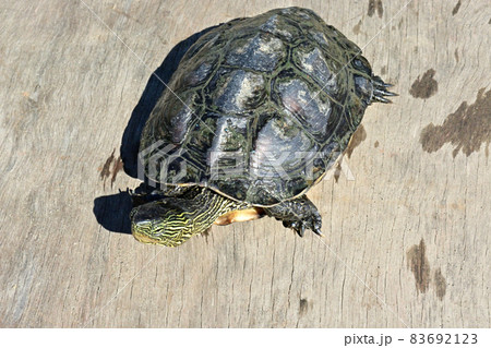 相模川の砂利穴で捕まえたクサガメ 83692123