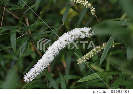 山地で夏から秋にかけて白い小花を穂のように咲かせるサラシナショウマ 山地で夏から秋にかけて白い小花を穂のように咲かせるサラシナショウマ 83692403