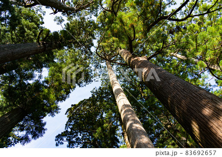 【愛知県】　鳳来山 東照宮 83692657