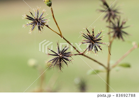 服について種を運んでもらう、ひっつき虫のセンダングサ 服について種を運んでもらう、ひっつき虫のセンダングサ 83692788