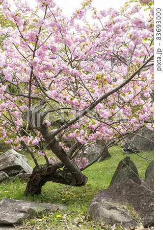 有珠善光寺自然公園 北海道 伊達市 有珠善光寺自然公園 北海道 伊達市 83693000