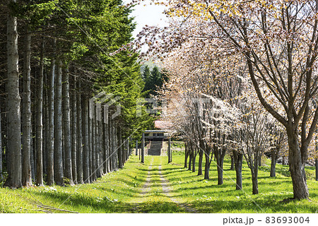 妙見神社のトドマツと桜の並木　洞爺湖町 83693004