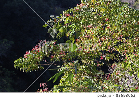 秋になり、赤い果実の中から黒い実を覗かせる、ゴンズイ 83693062