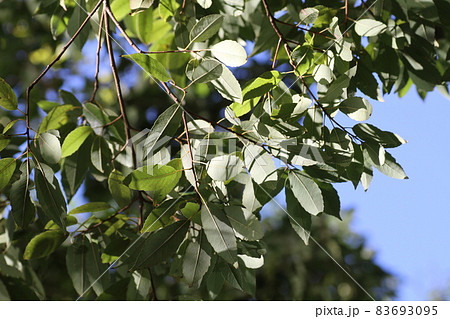 葉の裏が白っぽい、シラカシの葉 83693095