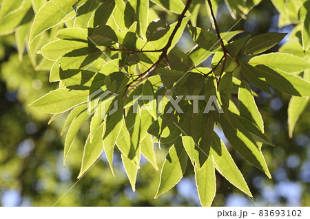 葉の裏が白っぽい、シラカシの葉 83693102