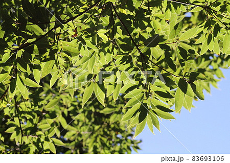 葉の裏が白っぽい、シラカシの葉 83693106