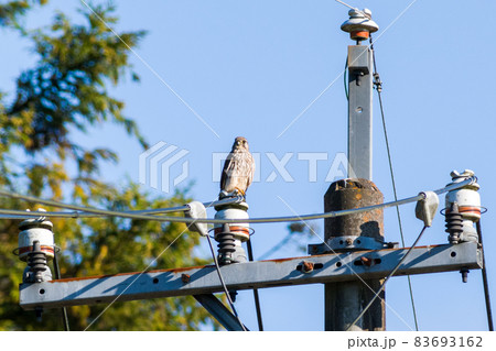 【野鳥】電柱に止まるチョウゲンボウ 83693162
