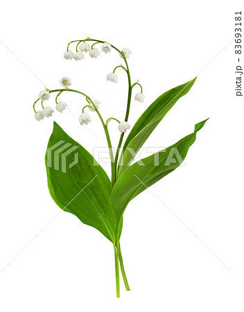 Spring flowers of lily of the valley with green leaves isolated on white 83693181