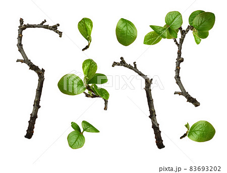 Set of fresh green leaves isolated Set of fresh green leaves isolated 83693202