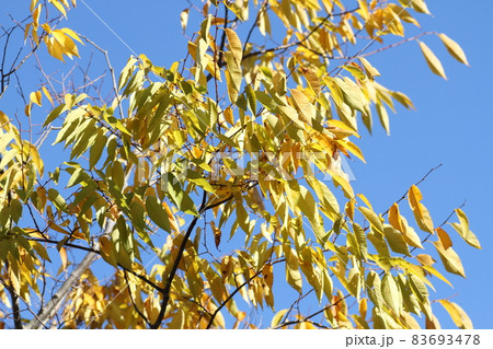黄色に紅葉した、ケヤキ 黄色に紅葉した、ケヤキ 83693478