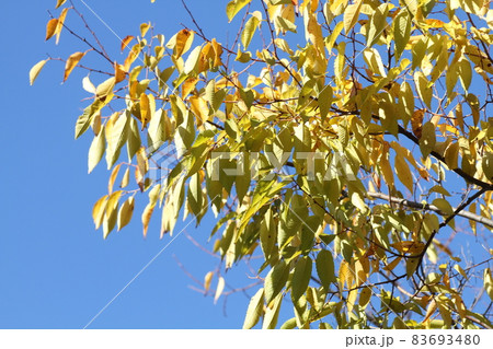 黄色に紅葉した、ケヤキ 黄色に紅葉した、ケヤキ 83693480