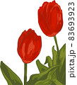 赤いチューリップのイラスト素材 83693923