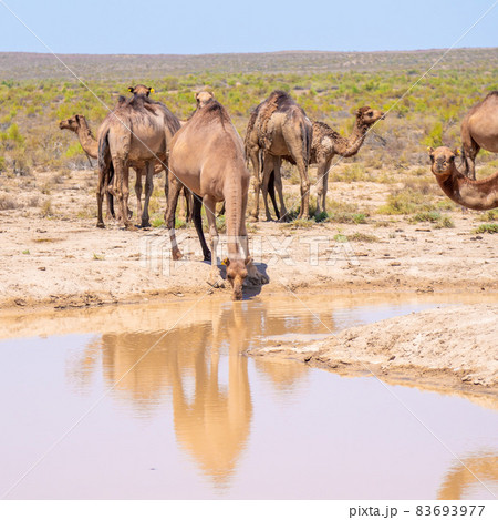 A camel in the wild drinks water from a reservoir A camel in the wild drinks water from a reservoir 83693977