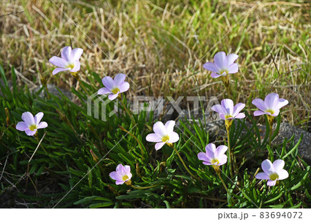 オキザリス・ペンタフィラ オキザリス・ペンタフィラ 83694072