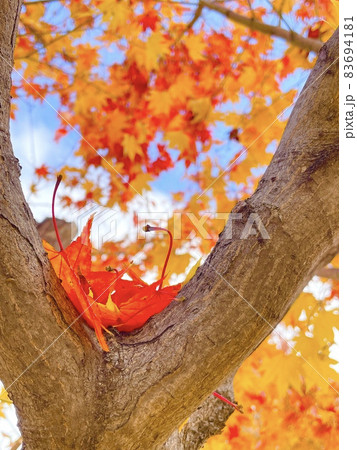 ふたまたにわかれた枝にそっと積み重なる紅葉 ふたまたにわかれた枝にそっと積み重なる紅葉 83694181