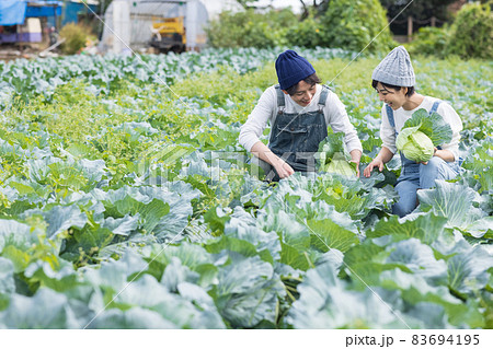 キャベツの収穫を楽しむ若い男女 83694195