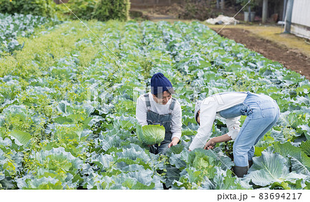 キャベツの収穫を楽しむ若い男女 83694217