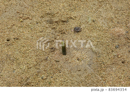 天然記念 宮良川のヒルギ林(沖縄県石垣市) 天然記念 宮良川のヒルギ林(沖縄県石垣市) 83694354