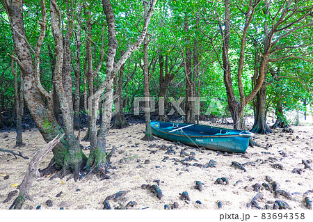 天然記念 宮良川のヒルギ林（沖縄県石垣市） 83694358