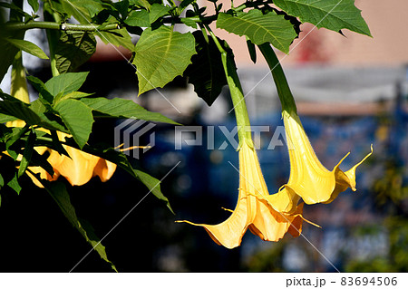 エンジェルストランペット エンジェルストランペット 83694506