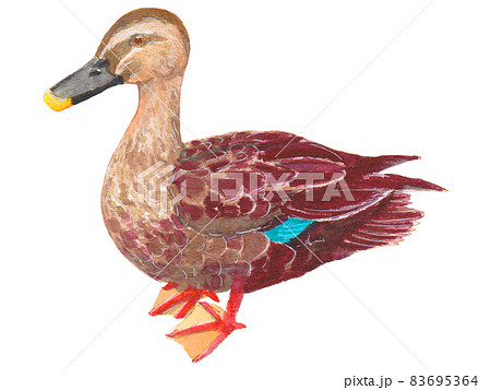 手描き生き物図鑑 カルガモのイラスト素材