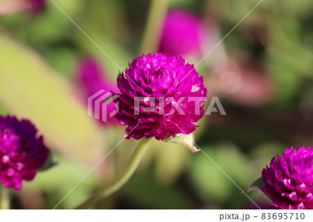 秋の庭に咲くセンニチコウのピンク色の花 83695710