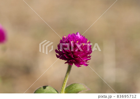 秋の庭に咲くセンニチコウのピンク色の花 83695712