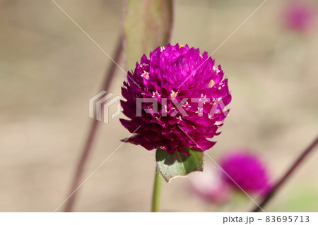 秋の庭に咲くセンニチコウのピンク色の花 83695713