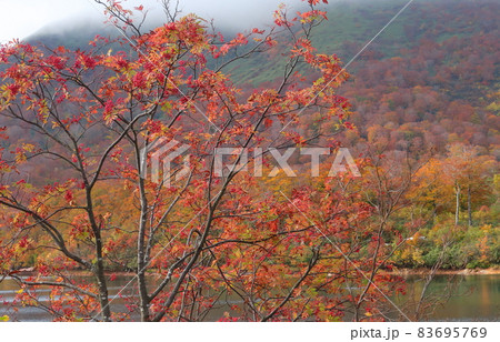 栗駒山須川の紅葉 栗駒山須川の紅葉 83695769