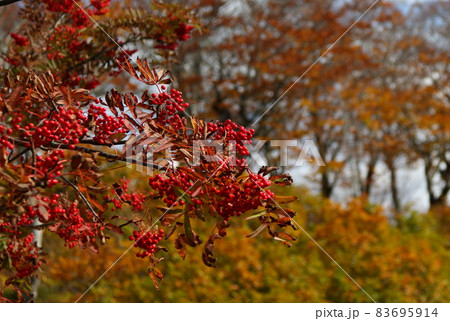 栗駒山須川の紅葉 栗駒山須川の紅葉 83695914