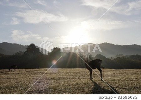 奈良公園 奈良公園 83696035