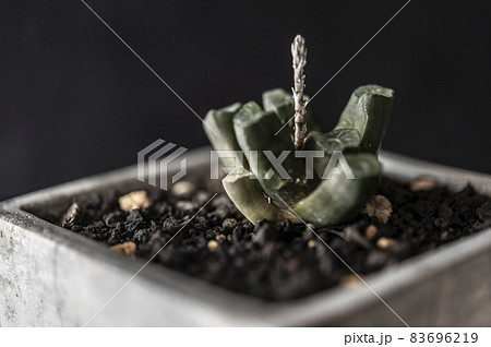 花の茎が伸び始めた万象 83696219