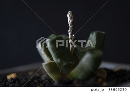 花の茎が伸び始めた万象 83696230
