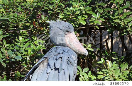 横顔のハシビロコウ 横顔のハシビロコウ 83696570