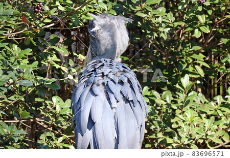 ハシビロコウの背中 83696571