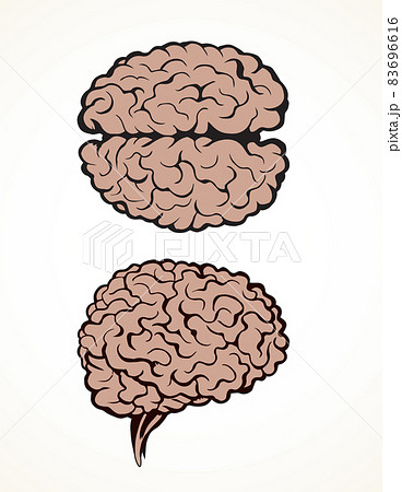 Brain. Vector drawing 83696616