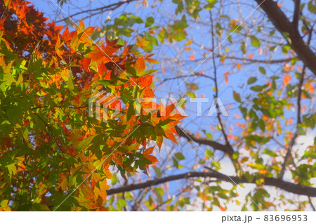 秋の青空の下で色づく紅葉 83696953