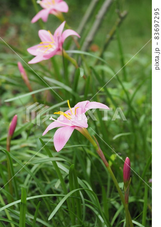 ゼフィランサスのピンクの花 ゼフィランサスのピンクの花 83697295