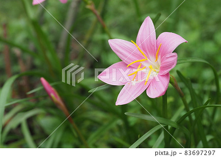 ゼフィランサスのピンクの花の写真素材