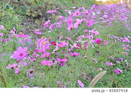 (フラワーツーリズム)群生するコスモス:薄紅のコスモスが秋の日の (フラワーツーリズム)群生するコスモス:薄紅のコスモスが秋の日の 83697418