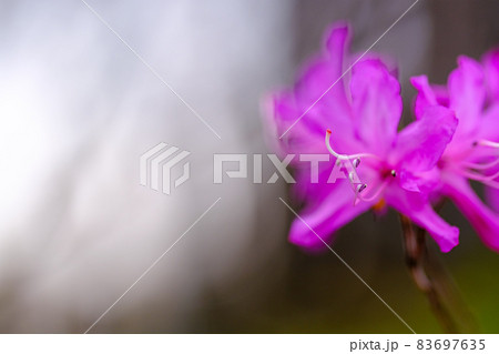 ツツジと白いボケ 83697635