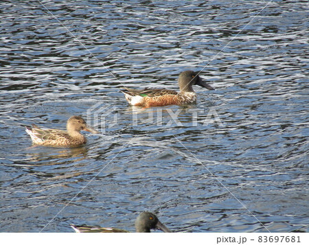 花見川河口来た冬の渡り鳥ハシビロガモ 83697681