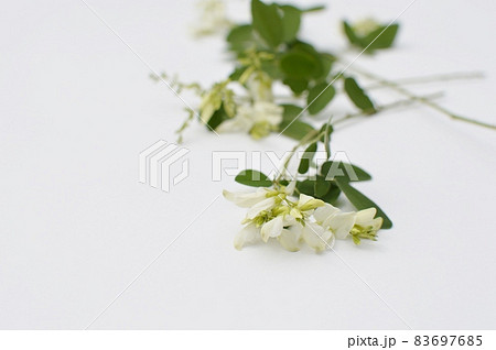 白いハギの花を並べる　 83697685