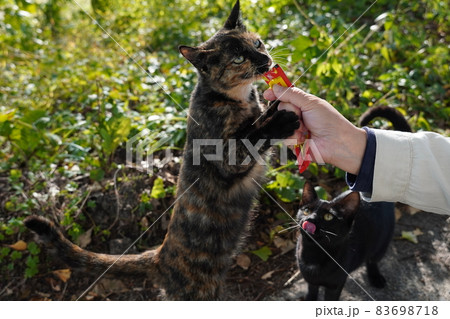 春に生まれた野良猫の子猫が親離れして兄弟姉妹仲良く食事中 春に生まれた野良猫の子猫が親離れして兄弟姉妹仲良く食事中 83698718