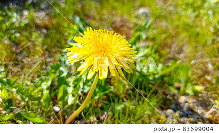 野に咲く花のように 83699004