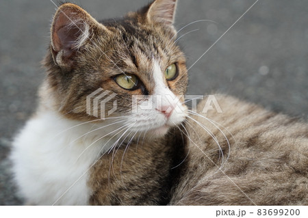 この数ヶ月で急に甘えん坊さんになった可愛い野良猫のキジトラ白のメス この数ヶ月で急に甘えん坊さんになった可愛い野良猫のキジトラ白のメス 83699200