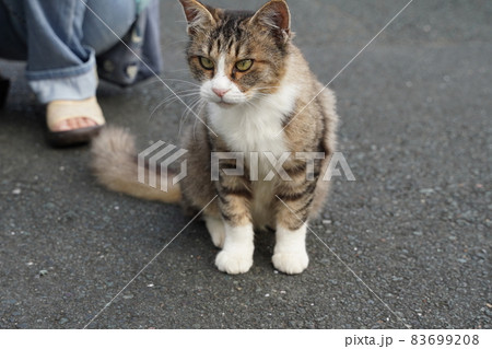 この数ヶ月で急に甘えん坊さんになった可愛い野良猫のキジトラ白のメス 83699208
