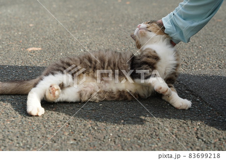 この数ヶ月で急に甘えん坊さんになった可愛い野良猫のキジトラ白のメス この数ヶ月で急に甘えん坊さんになった可愛い野良猫のキジトラ白のメス 83699218