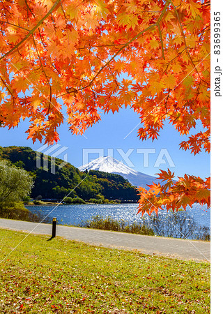 紅葉シーズン・河口湖と富士山 紅葉シーズン・河口湖と富士山 83699365