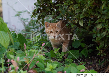 せっかく捕まえたネズミに逃げられて慌てて探す若い野良猫の茶トラ 83699530